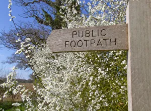 Footpath sign in Norfolk countryside with Blackthorn hedgerow (Prunus spinosa) in flower Footpath sign in Norfolk countryside with Blackthorn hedgerow (Prunus spinosa) in flower