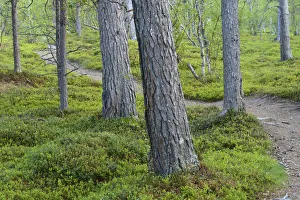 Footpath winding between Scots pine (Pinus sylvestris) trunks, old growth pine forest Footpath winding between Scots pine (Pinus sylvestris) trunks, old growth pine forest