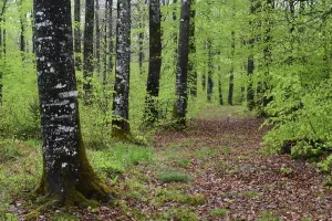 Spring Forest Landscape Prints: Beech forest (Fagus sylvatica) in spring, Vosges Mountain, France, May