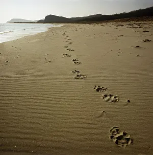Footprints of an Amur / Siberian tiger (Panthera tigris altaica) in sand along the Footprints of an Amur / Siberian tiger (Panthera tigris altaica) in sand along the