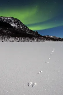 Footprints of Arctic hare (Lepus arcticus) with Northern lights (Aurora borealis) over Senja Footprints of Arctic hare (Lepus arcticus) with Northern lights (Aurora borealis) over Senja