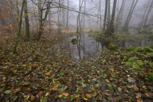 Forest in autumn with mist and puddles. Vosges mountain, France, October Forest in autumn with mist and puddles. Vosges mountain, France, October