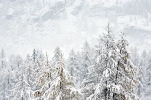 Forest on mountain sides covered in snow on a misty day. Gran Paradiso National Park Forest on mountain sides covered in snow on a misty day. Gran Paradiso National Park