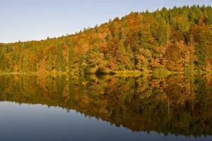Forest reflected on Proscansko lakes surface, Upper lakes, Plitvice National Park Croatia Forest reflected on Proscansko lakes surface, Upper lakes, Plitvice National Park Croatia