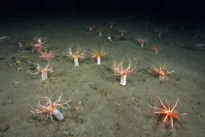 A forest of Sea cucumbers (Psolus phantapus) feeding, extended up out of the sediment A forest of Sea cucumbers (Psolus phantapus) feeding, extended up out of the sediment
