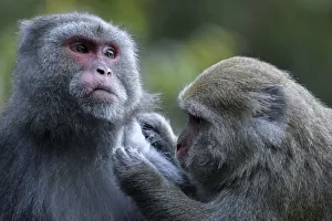 Formosan macaques (Macaca cyclopis) social grooming, Taiwan. Endemic Formosan macaques (Macaca cyclopis) social grooming, Taiwan. Endemic