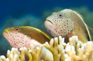 Forster's hawkfish (Paracirrhites forsteri) on a coral reef Forster's hawkfish (Paracirrhites forsteri) on a coral reef