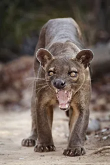 Fosa / Fossa (Cryptoprocta ferox) male snarling, dry deciduous forest, Kirindy Forest Fosa / Fossa (Cryptoprocta ferox) male snarling, dry deciduous forest, Kirindy Forest