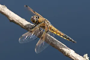 Four-spotted chaser (Libellula quadrimaculata) dragonfly, Arne RSPB reserve, Dorset Four-spotted chaser (Libellula quadrimaculata) dragonfly, Arne RSPB reserve, Dorset