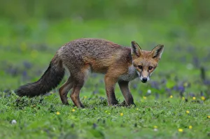 Fox cub (Vulpes vulpes) in late summer. Dorset, UK, August Fox cub (Vulpes vulpes) in late summer. Dorset, UK, August