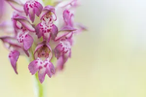 Fragrant bug orchid (Anacamptis coriophora), close up. Cyprus. April Fragrant bug orchid (Anacamptis coriophora), close up. Cyprus. April