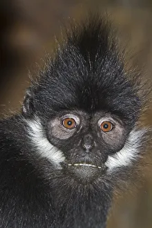 Francois Langur (Trachypithecus francoisi) captive from Southern China and NE Vietnam Francois Langur (Trachypithecus francoisi) captive from Southern China and NE Vietnam