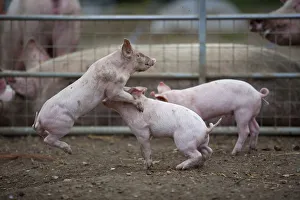 Free range Domestic pig (Sus scrofa domesticus) piglets play fighting, UK, August 2010 Free range Domestic pig (Sus scrofa domesticus) piglets play fighting, UK, August 2010