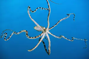 Free swimming mimic octopus (Thaumoctopus mimicus). Bitung, North Sulawesi, Indonesia Free swimming mimic octopus (Thaumoctopus mimicus). Bitung, North Sulawesi, Indonesia