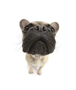 French Bulldog sitting looking up, close up of muzzle French Bulldog sitting looking up, close up of muzzle