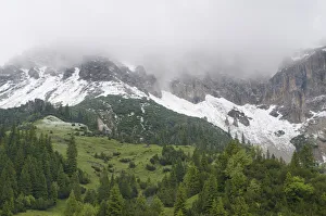 Fresh snow below mountains hidden in clouds with European larch trees (Larix decidua Fresh snow below mountains hidden in clouds with European larch trees (Larix decidua