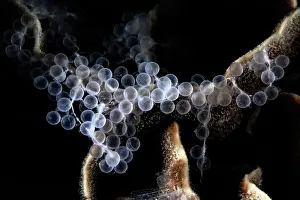 Freshly Spawned Hound Needlefish Eggs on Leaf Coral Print