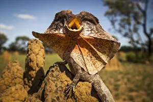 Frill-neck Lizard (Chlamydosaurus kingii), displays on a termite mound. Northern Territory Frill-neck Lizard (Chlamydosaurus kingii), displays on a termite mound. Northern Territory