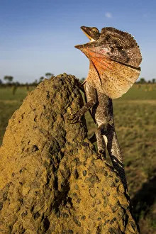 Frill-neck Lizard (Chlamydosaurus kingii), displays on a termite mound. Northern Territory Frill-neck Lizard (Chlamydosaurus kingii), displays on a termite mound. Northern Territory