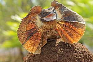 Frill-necked lizard (Chlamydosaurus kingii), with collar spread in threat display Frill-necked lizard (Chlamydosaurus kingii), with collar spread in threat display