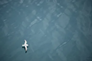 Fulmar (Fulmarus glacialis) flying over sea, Iceland Fulmar (Fulmarus glacialis) flying over sea, Iceland