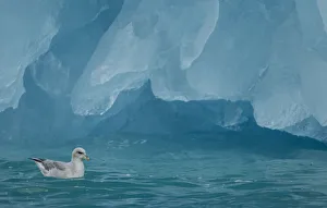 Fulmar (Fulmarus glacialis) on sea at base of iceberg. Svalbard, June Fulmar (Fulmarus glacialis) on sea at base of iceberg. Svalbard, June