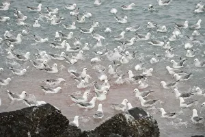 Fulmars (Fulmarus glacialis) on water, feeding at a fish processing plant outfall Fulmars (Fulmarus glacialis) on water, feeding at a fish processing plant outfall