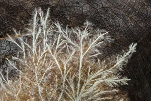 Fungal mycelium from an unidentified species of fungus, growing across a decomposing leaf Fungal mycelium from an unidentified species of fungus, growing across a decomposing leaf