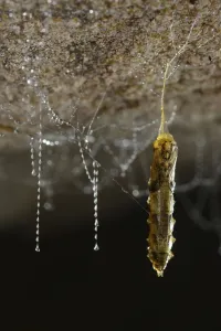 Popular themes/weird ugly creatures/fungus gnat arachnocampa luminosa Popular themes/weird ugly creatures/fungus gnat arachnocampa luminosa