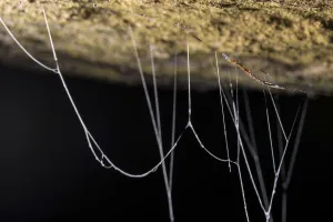 Fungus gnat (Mycetophilidae) larvae, with sticky hanging threads, waiting to ambush Fungus gnat (Mycetophilidae) larvae, with sticky hanging threads, waiting to ambush