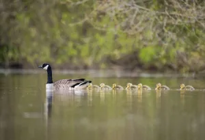 Gaggle of Canada goose (Branta canadensis) goslings, following adulton a lake, Devon, UK Gaggle of Canada goose (Branta canadensis) goslings, following adulton a lake, Devon, UK