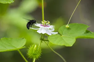 Galapagos carpenter bee (Xilocopa darwini) visiting native passionflower Galapagos carpenter bee (Xilocopa darwini) visiting native passionflower