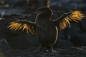 Galapagos flightless cormorant (Phalacrocorax harrisi) drying stunted wings after fishing Galapagos flightless cormorant (Phalacrocorax harrisi) drying stunted wings after fishing