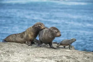Galapagos fur seal (Arctocephalus galapagoensis) pups watching Marine iguana Galapagos fur seal (Arctocephalus galapagoensis) pups watching Marine iguana
