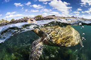 Galapagos green turtle (Chelonia agassizii) surfaces to breathe. Floreana Island Galapagos green turtle (Chelonia agassizii) surfaces to breathe. Floreana Island