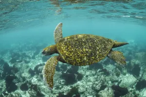 Galapagos green turtle (Chelonia mydas agassizi) swimming in coastal waters of San Cristobal Island Galapagos green turtle (Chelonia mydas agassizi) swimming in coastal waters of San Cristobal Island