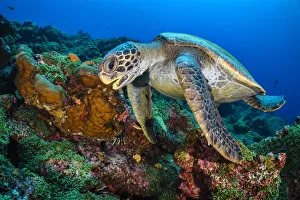 Galapagos green turtle (Chelonia mydas agassizii) swims over a coral reef. Darwin Island Galapagos green turtle (Chelonia mydas agassizii) swims over a coral reef. Darwin Island