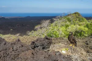 Galapagos hawk (Buteo galapagensis) at nest with landscape Galapagos hawk (Buteo galapagensis) at nest with landscape