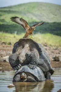 Galapagos hawk (Buteo galapagoensis) landing on mating pair of Galapagos giant tortoise Galapagos hawk (Buteo galapagoensis) landing on mating pair of Galapagos giant tortoise