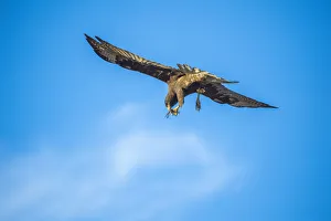 Galapagos hawk (Buteo galapagoensis) with dragonfly prey, Beagle Crater (Base Bolivar) Galapagos hawk (Buteo galapagoensis) with dragonfly prey, Beagle Crater (Base Bolivar)