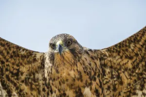 Galapagos hawk (Buteo galapagoensis) in flight, Galapagos, Ecuador. Vulnerable species Galapagos hawk (Buteo galapagoensis) in flight, Galapagos, Ecuador. Vulnerable species
