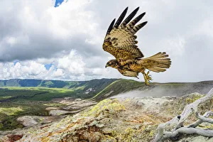 Galapagos hawk (Buteo galapagoensis) in flight, Alcedo Volcano, Isabela Island, Galapagos Galapagos hawk (Buteo galapagoensis) in flight, Alcedo Volcano, Isabela Island, Galapagos