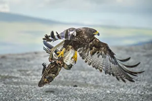 Galapagos hawk (Buteo galapagoensis) flying, carrying an iguana carcass, Punta Espinosa Galapagos hawk (Buteo galapagoensis) flying, carrying an iguana carcass, Punta Espinosa