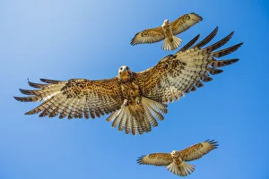 Galapagos hawk (Buteo galapagoensis) group of three in flight, Alcedo Volcano Galapagos hawk (Buteo galapagoensis) group of three in flight, Alcedo Volcano