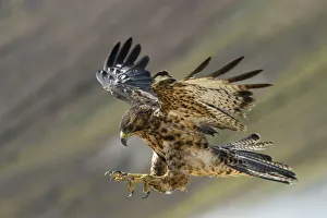 Galapagos hawk (Buteo galapagoensis) landing, Galapagos, Ecuador. Vulnerable species Galapagos hawk (Buteo galapagoensis) landing, Galapagos, Ecuador. Vulnerable species