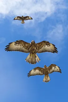 Galapagos hawks (Buteo galapagoensis) in flight, Galapagos, Ecuador. Vulnerable species Galapagos hawks (Buteo galapagoensis) in flight, Galapagos, Ecuador. Vulnerable species
