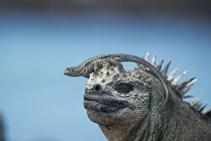 Galapagos lava lizard (Microlophus albemarlensis) sitting on Marine iguana (Amblyrhynchus Galapagos lava lizard (Microlophus albemarlensis) sitting on Marine iguana (Amblyrhynchus