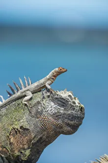 Galapagos lava lizard (Microlophus albemarlensis) on head of Marine iguana Galapagos lava lizard (Microlophus albemarlensis) on head of Marine iguana