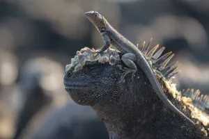 Galapagos lava lizard (Microlophus albemarlensis) sitting on the head of a Marine iguana Galapagos lava lizard (Microlophus albemarlensis) sitting on the head of a Marine iguana