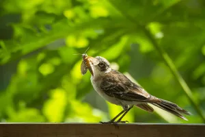 Galapagos mockingbird (Mimus parvulus) catching hawkmoth in photographer Tui De Roy' Galapagos mockingbird (Mimus parvulus) catching hawkmoth in photographer Tui De Roy'
